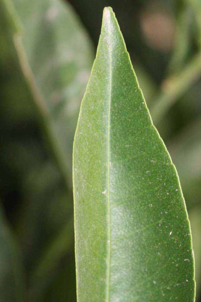              Margin (Winter Haven, FL)       